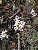 Cardaminopsis arenosa subsp Borbasii (fam Brassicacees) (Europe centrale) (3) (Photo F. Mrugala)